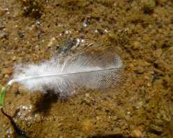 Duck feather