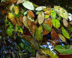 Leaves in the stream