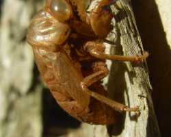 Cicada shell