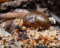 Beetle shell