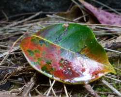 Moist Leaf