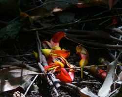 Flowers on forest floor